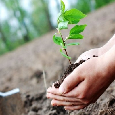 Plantation